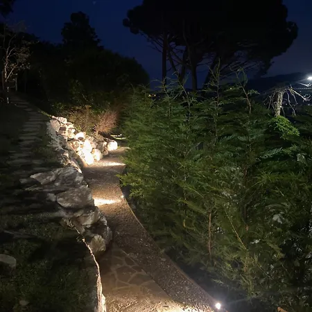 I Faggi Rossi - Red Beech Trees *