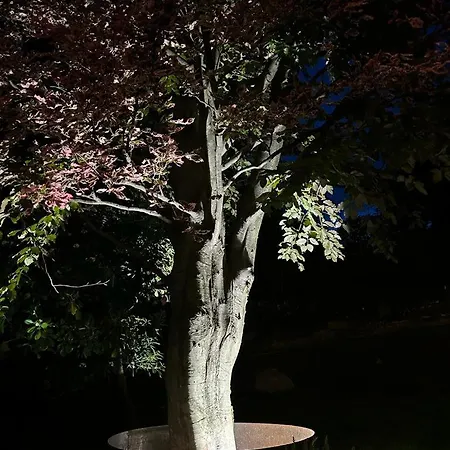 Semesterbostad I Faggi Rossi - Red Beech Trees Como