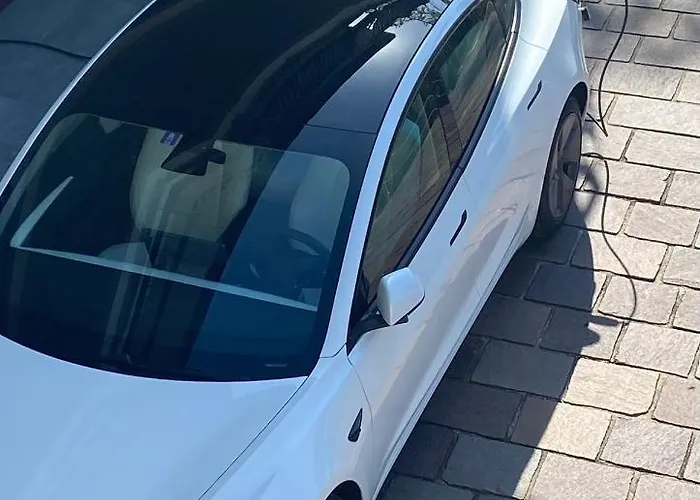 I Faggi Rossi - Red Beech Trees